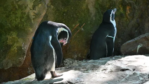 Berlin, Germany, 10 August 2023. Footage at the zoo: close-up of a Magellanic Stock Footage 264157764