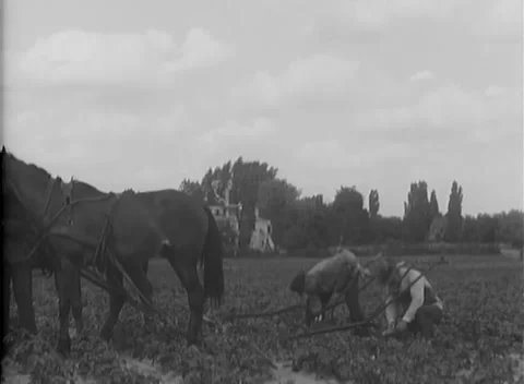 BERLIN, GERMANY - 1946: Draft team — Horses and workers cultivate berlin field Stock Footage 348532658