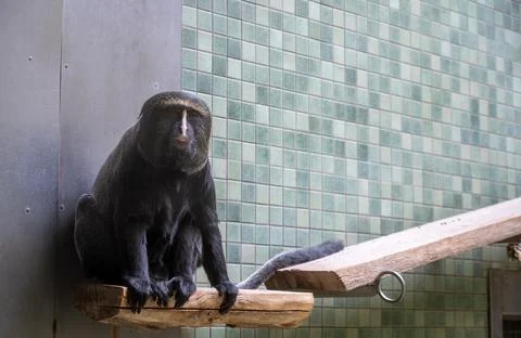 Berlin, germany, august 14, 2023. Hamlyn's owl-faced monkey perched on a wo.. Foto stock