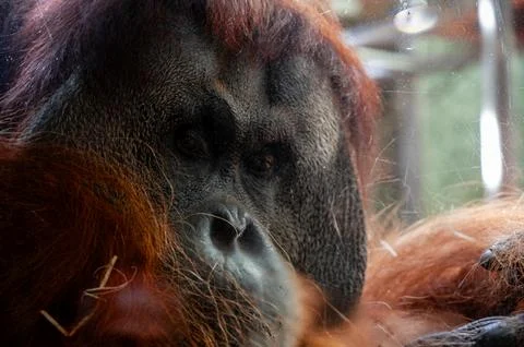 Berlin, germany, august 14, 2023. Orangutan portrait behind glass, pensive .. Stock Photos