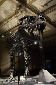BERLIN, GERMANY - AUGUST 2, 2016 - A skeleton of tyrannosaurus at Natural h.. Stock Photos