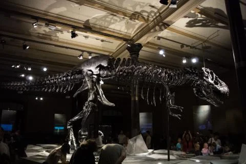 BERLIN, GERMANY - AUGUST 2, 2016 - A skeleton of tyrannosaurus at Natural h.. Stock Photos