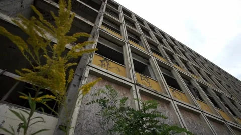 Berlin, Germany - August 24, 2025: Goldenrod plant in front of a lost place Stock Footage 315613239