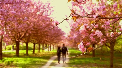 Berlin - Sakura pathw couple walking 스톡 동영상 111071977