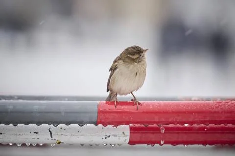  Berlin, Schnee und Winter Ein Spatz sitz auf einem Absperrgitter am Paris... Stock-Fotos