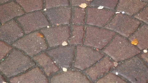Berlin Sidewalk Stock Footage 81545048