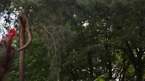 Berlin Trees Stock Footage 81544707