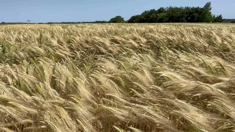Berlin: A wheat field in Brandenburg outside Berlin, 4K Stock Footage 243262841