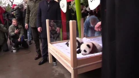 Berlin Zoo christens the two panda cubs: Leni and Lotti, Berlín, DE - 06 Dec 202 Stock Footage 294857794