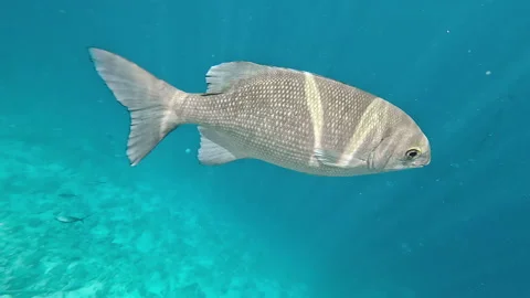 Bermuda chub fish swims in Red Sea Stock Footage 334413921