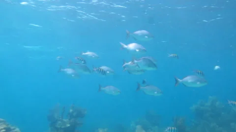 Bermuda Chub (Kyphosus sectatrix) Stock Footage 24638084