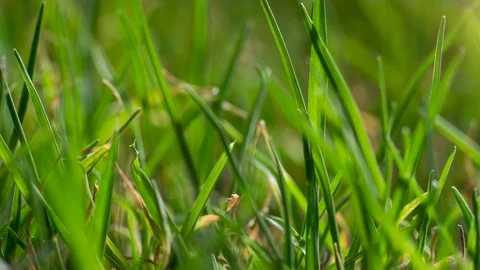 Bermuda Grass Growing Macro Time Lapse Real Stock-Footage 90228404