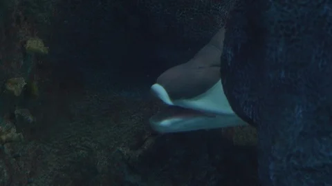 Bermuda Hogfish Swimming Stock Footage 97938500