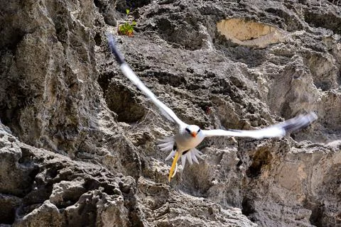 Bermuda Longtail Bird Foto stock