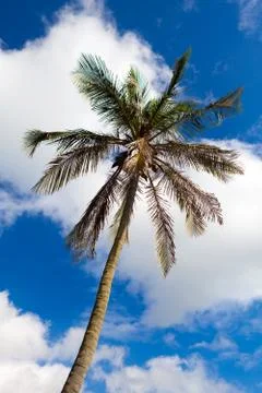 Bermuda Palm Tree Stock Photos
