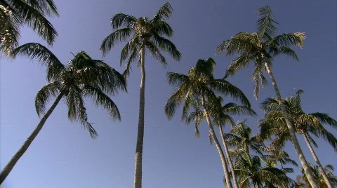 A Bermudan Holiday Stock Footage 678737