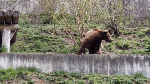 Bern Bear CU Stock Footage 122340919