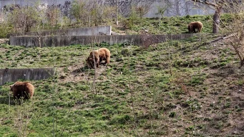 Bern Bears WS Stock Footage 122340960