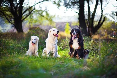 Bern Dog, Maremma and Abruzzi Shepherd Stock Photos