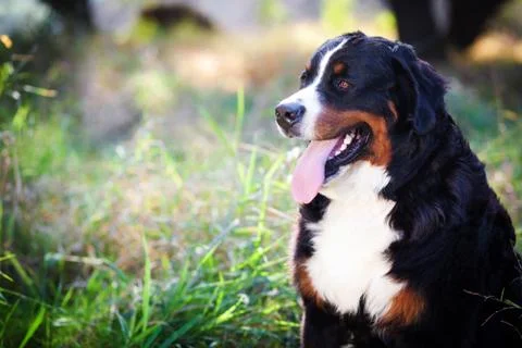 Bern Mountain Dog Stock Photos