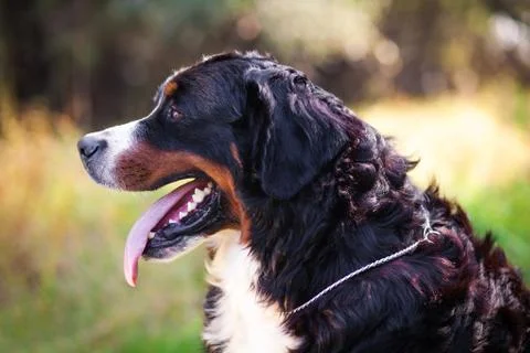 Bern Mountain Dog Stock Photos