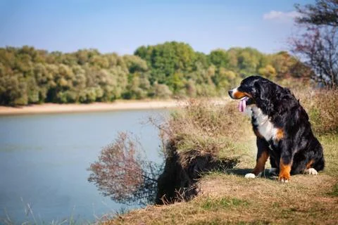 Bern Mountain Dog Stock Photos