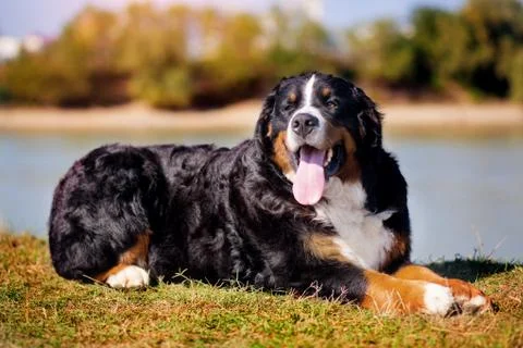 Bern Mountain Dog Stock Photos