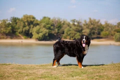 Bern Mountain Dog Stock Photos