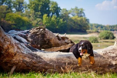Bern Mountain Dog Stock Photos