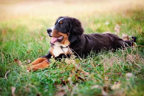 Bern Mountain Dog Stock Photos