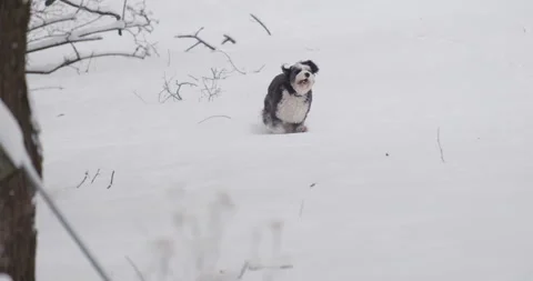 Bernedoodle running in snow 스톡 동영상 319298197