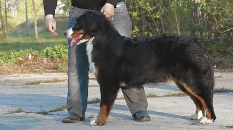 Berner Sennenhund dog Stock Footage 23919485