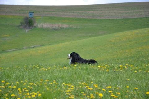 The bernese dog on the meadow Stock Photos