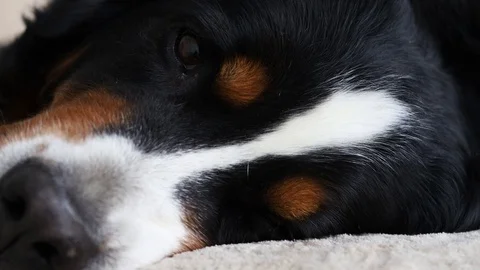 Bernese mountain dog close up Stock Footage 129555460