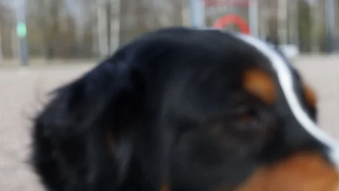 Bernese mountain dog close up Stock Footage 129555822