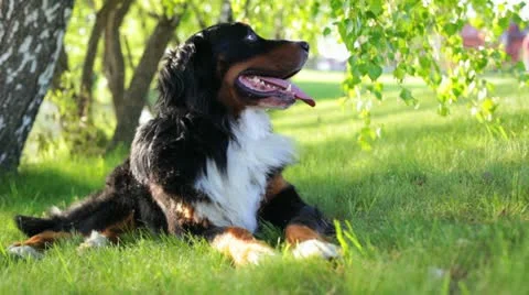 Bernese Mountain dog 库存影片 21341478