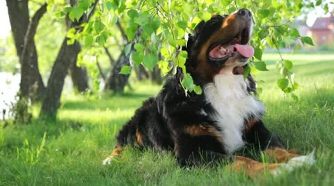 Bernese Mountain dog 库存影片 21366895