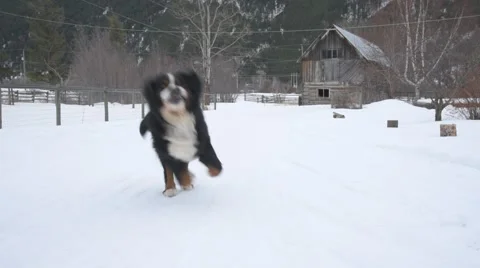 Bernese Mountain Dog 스톡 동영상 60400547