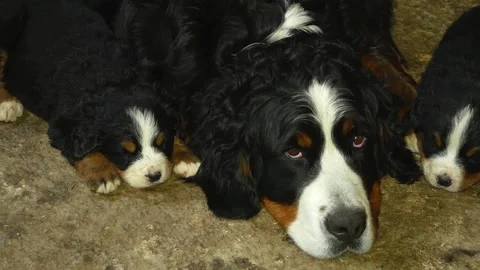 Bernese Mountain Dog. Vidéo 135573806