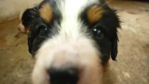 Bernese Mountain Dog. Видео 135573893