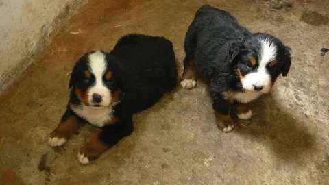 Bernese Mountain Dog. Видео 135573909