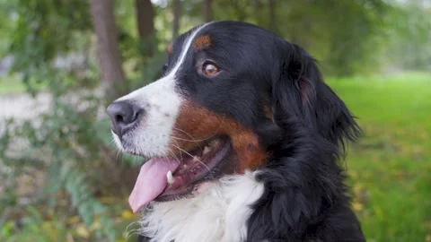 Bernese Mountain Dog Stock Footage 142230350