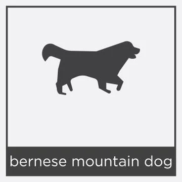 Bernese mountain dog icon isolated on white background Free Stock Illustration