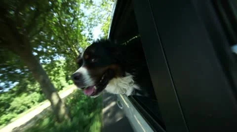 Bernese Mountain Dog looking out of car window Stock Footage