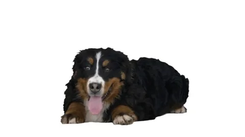 Bernese mountain dog lying and looking on a white background Stock-Footage 76433646