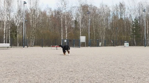 Bernese mountain dog lying down in outside Stock Footage 129556017