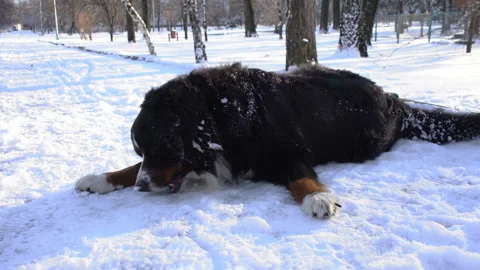 Bernese mountain dog lying on a ground and eating snow on a sunny winter day  Stock Footage 146040344