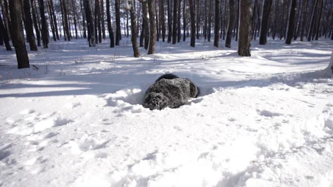 Bernese mountain dog lying on a snow in a sunny day in park walk Stock Footage 146990784