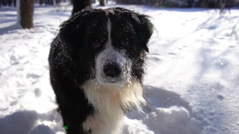 Bernese mountain dog muzzle covered with snow. Happy dog head close up Stock Footage 146991168