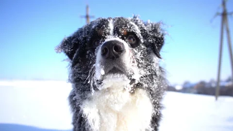Bernese mountain dog muzzle covered with snow. Happy dog head close up Stock Footage 146991222